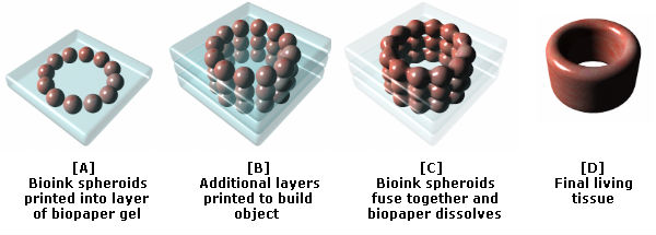 [Image: bioprinting_stages.jpg]