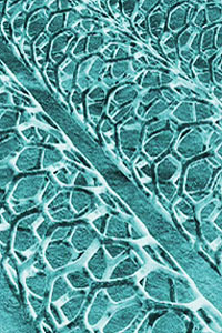 Carbon nanotubes